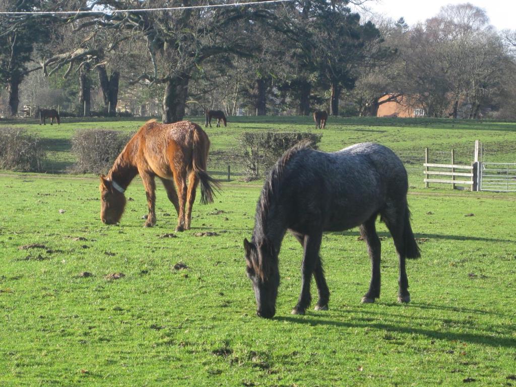 Bed & Breakfast Whitemoor House Lyndhurst