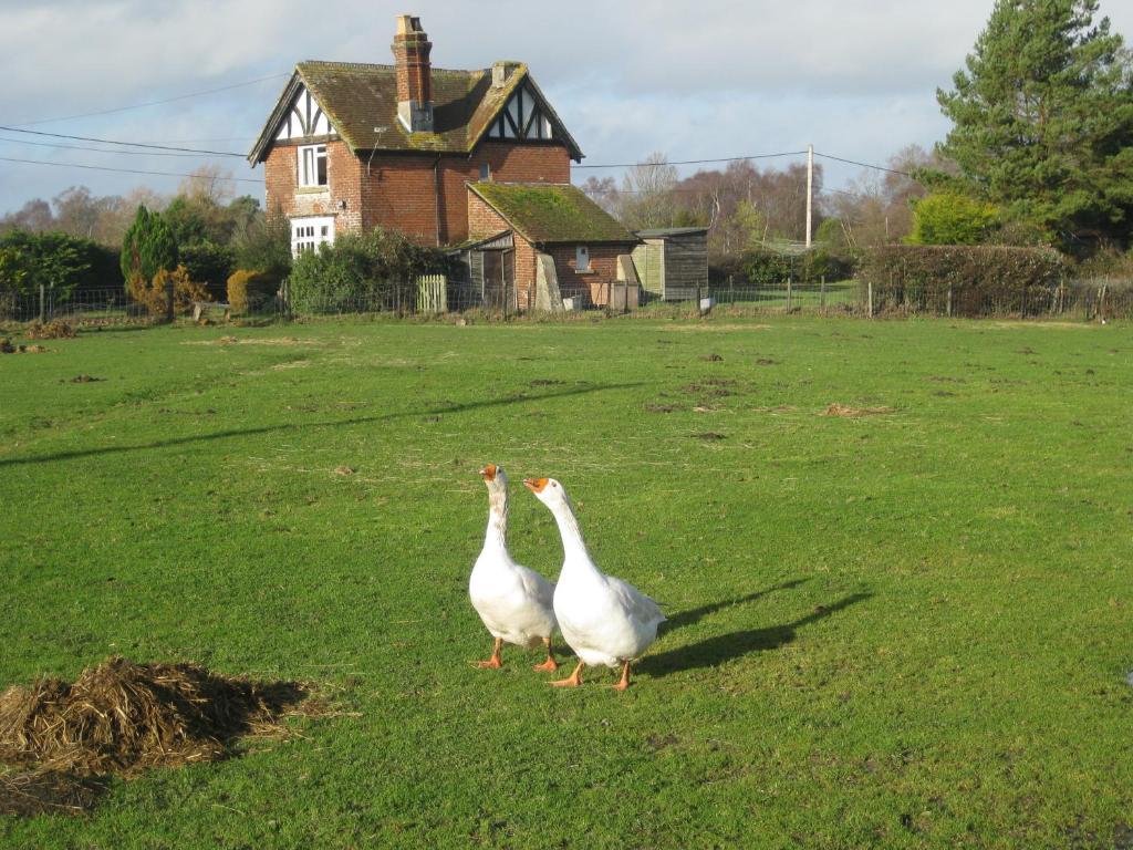 Whitemoor House 4* Lyndhurst